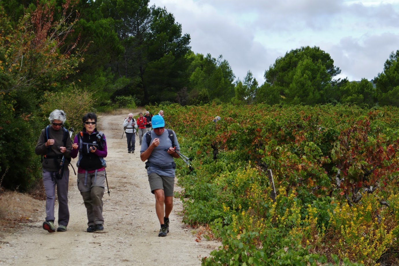 Retour goûteux au bord des vignes