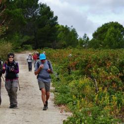 Retour goûteux au bord des vignes