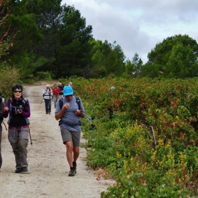 Retour goûteux au bord des vignes