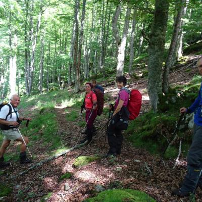 Dans le Bois de Sénard