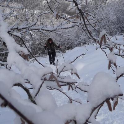 15 - 12 - 2024  Campan