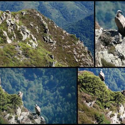 15-09-2024 Goulier