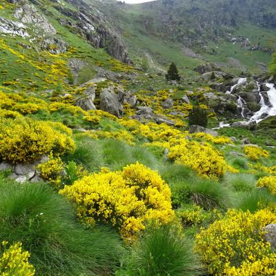 14-06-2018 Sortie Semaine Quioulès-Coume de Jas-Sénard